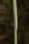 Saltmarsh fingergrass